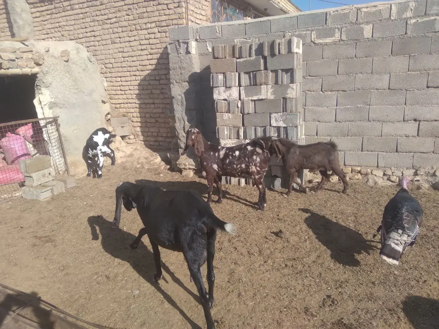 بز آبستن پلنگی|حیوانات مزرعه|رضویه, |دیوار