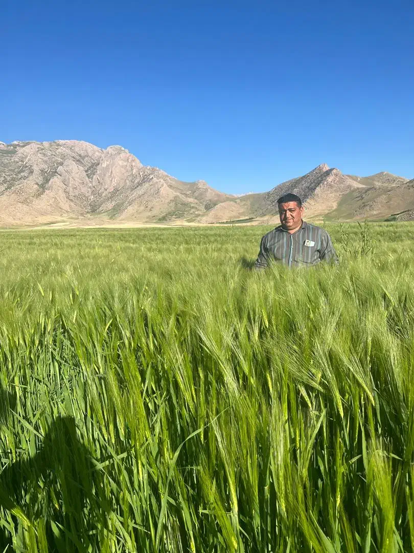 اجاره زمین کشاورزی ابی   یک سال  دوساله .|اجارهٔ دفتر صنعتی، کشاورزی، تجاری|کرمانشاه, |دیوار