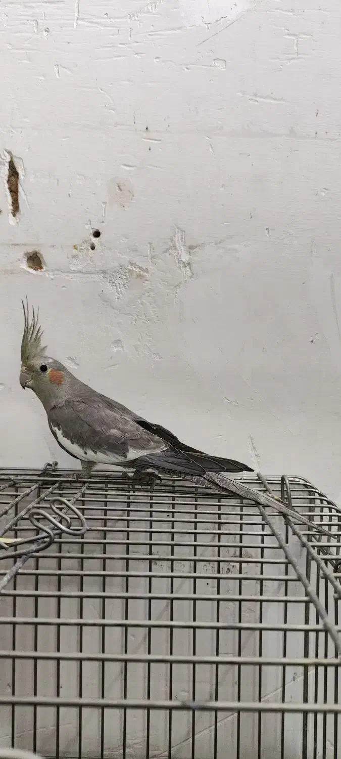 طوطی عروس هلندی نر سینامون|پرنده|ابهر, |دیوار