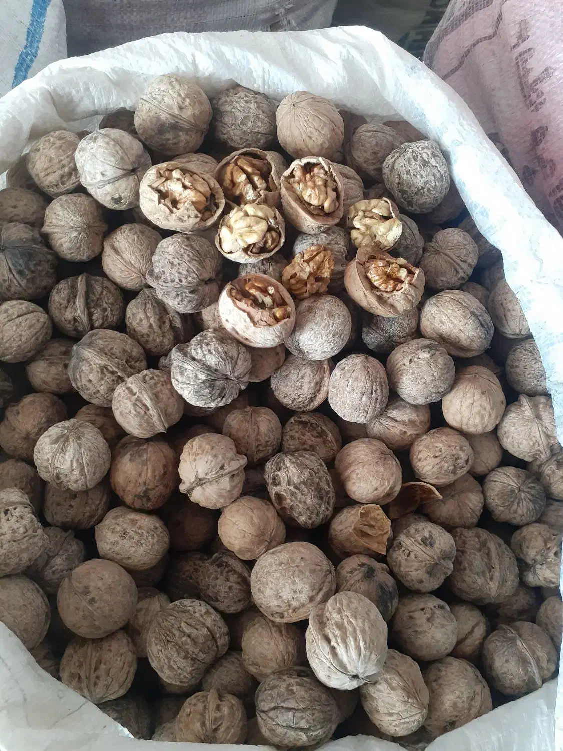 گردو پوست کاغذی امساله|خوردنی و آشامیدنی|بابل, |دیوار