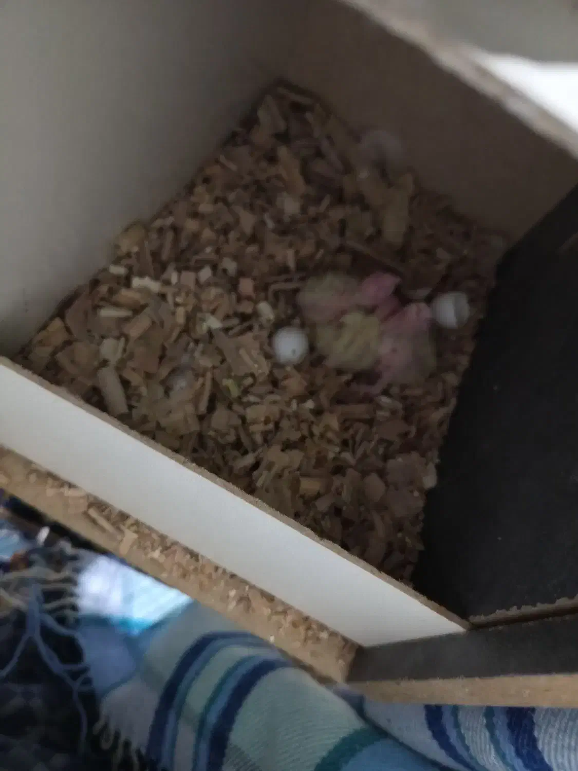 عروس هلندی|پرنده|گلستان (تهران), |دیوار