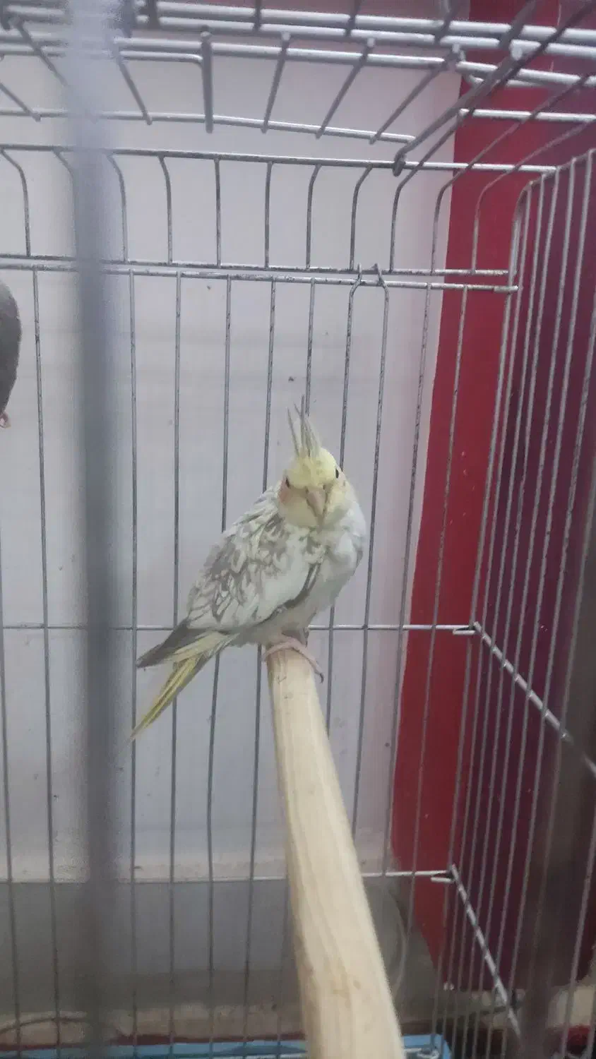 عروس|پرنده|رودسر, |دیوار