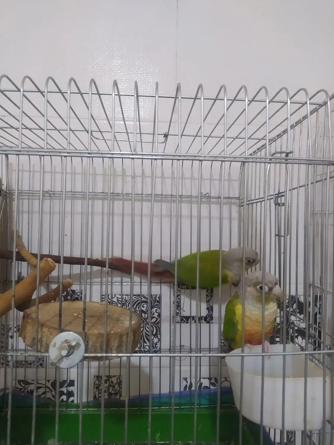 طوطی گرینچیک|پرنده|اهواز, دانشگاه چمران|دیوار