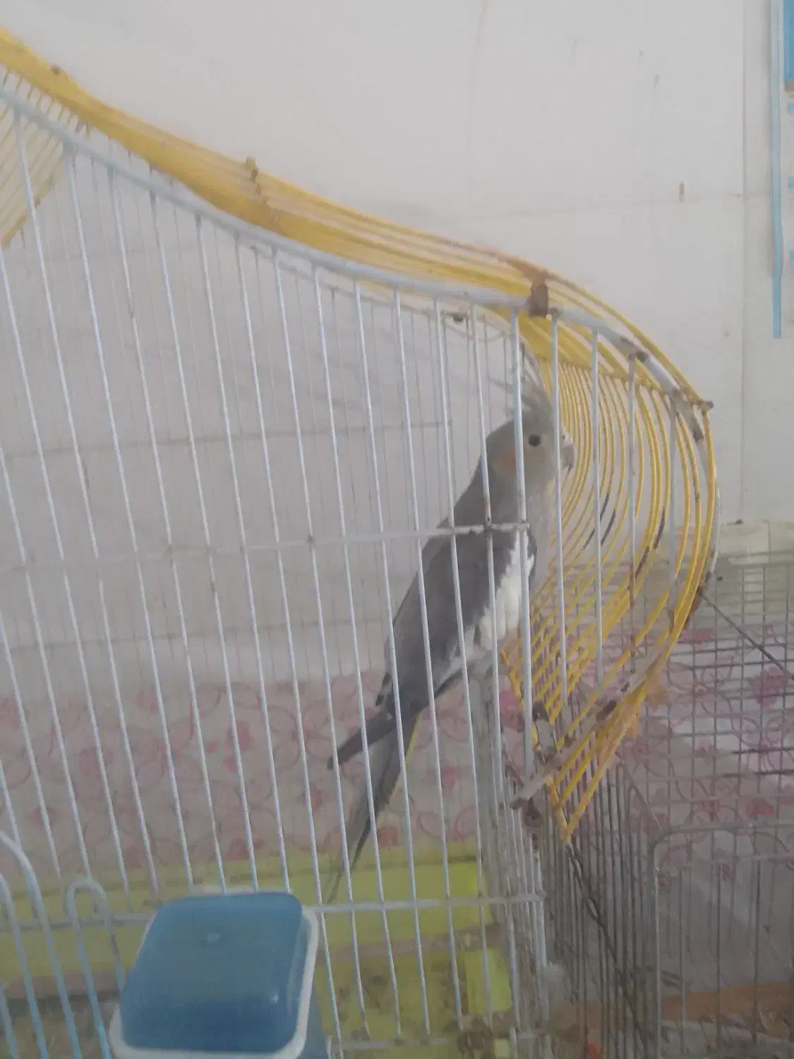 سه عدد عروس هلندی با یک گرینجیک|پرنده|شوشتر, |دیوار