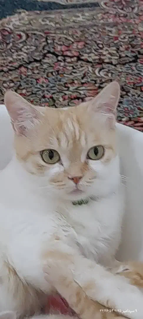 گربه گمشده|حیوانات|گرگان, |دیوار