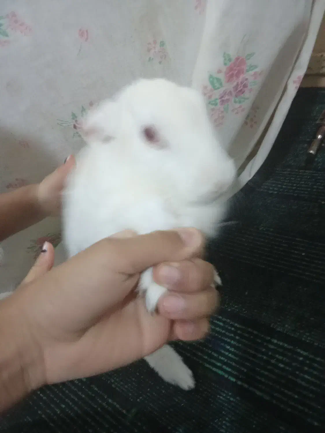 خرگوش اهلی سفیدچشم آلبالویی|موش و خرگوش|بم, |دیوار