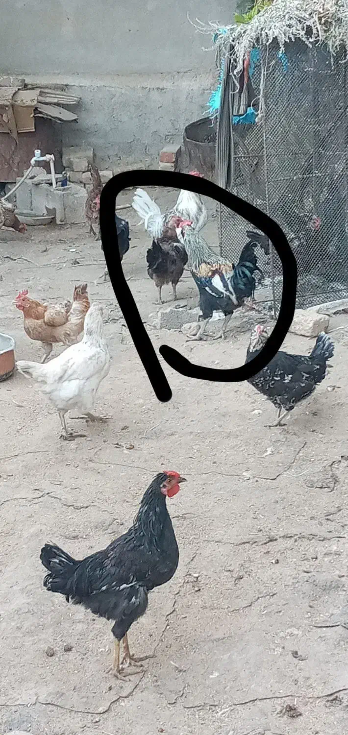 خروس|حیوانات مزرعه|سرپل ذهاب, |دیوار