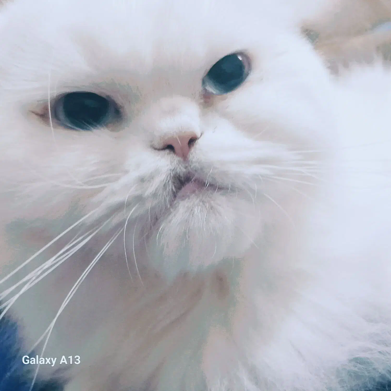 واگذاری گربه پرشین|گربه|ساوه, |دیوار