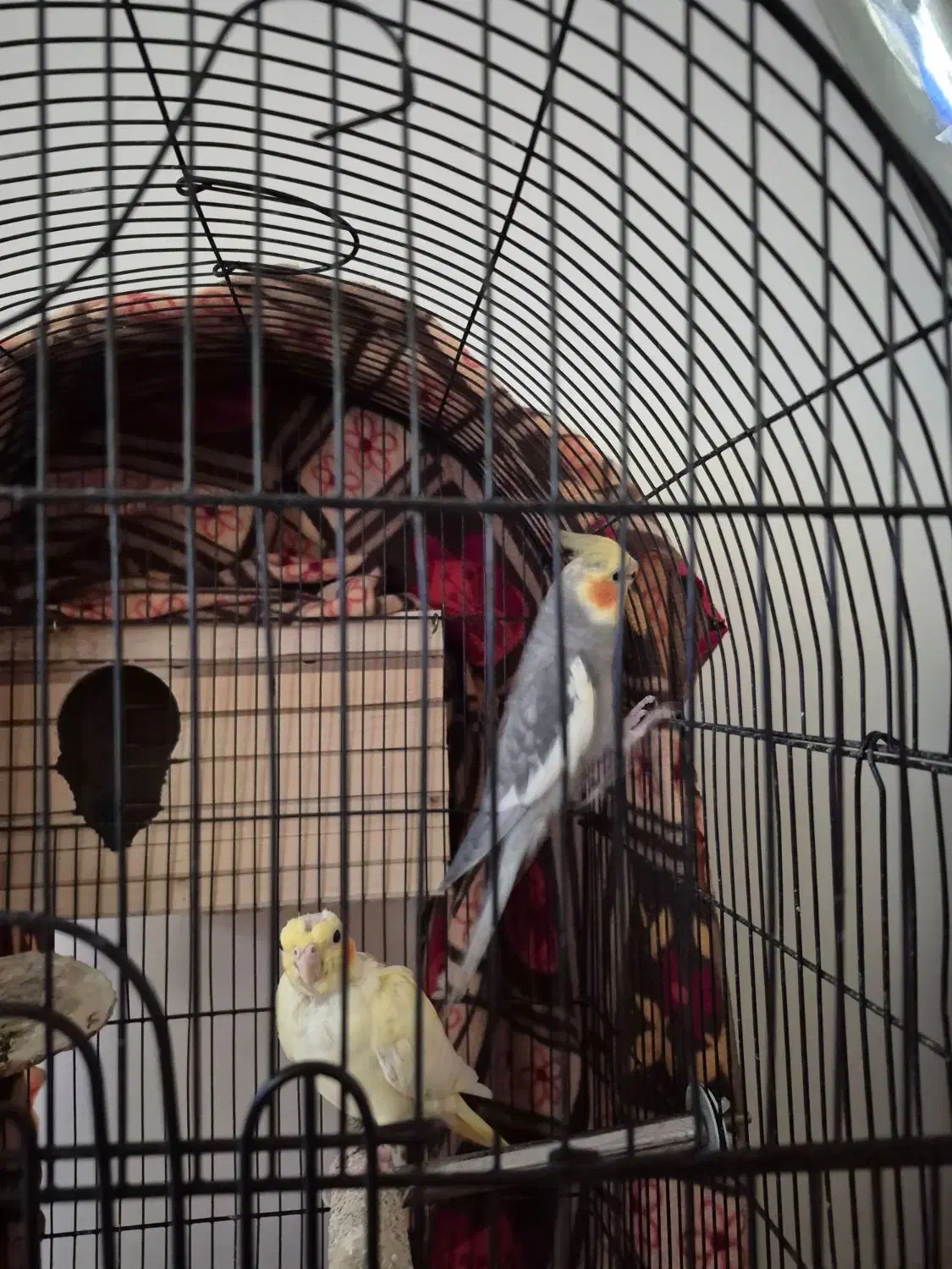 عروس هلندی|پرنده|محمدشهر, محمدشهر|دیوار