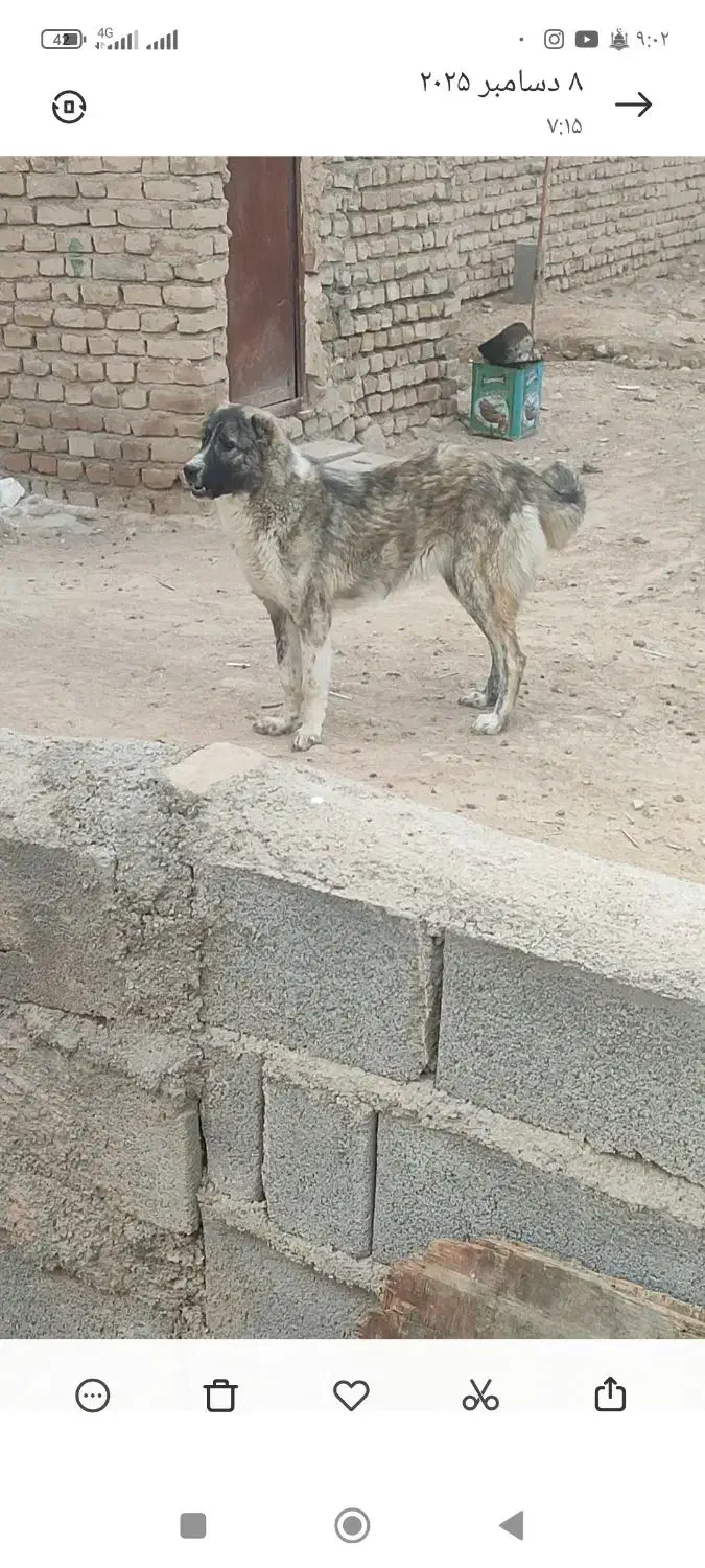 ماده خراسانی|سگ|شیروان (خراسان), |دیوار