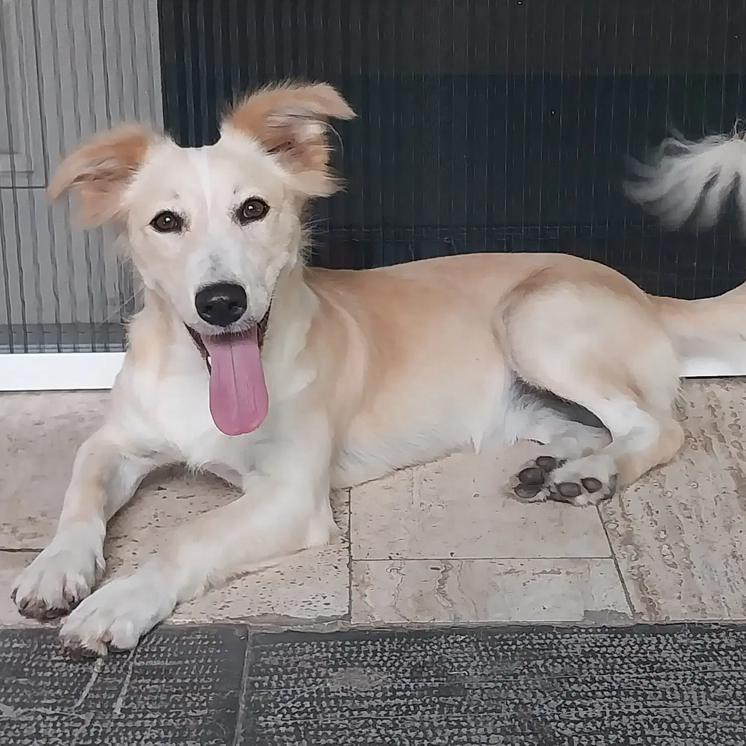 واگذاری رایگان سگ|سگ|ساری, |دیوار