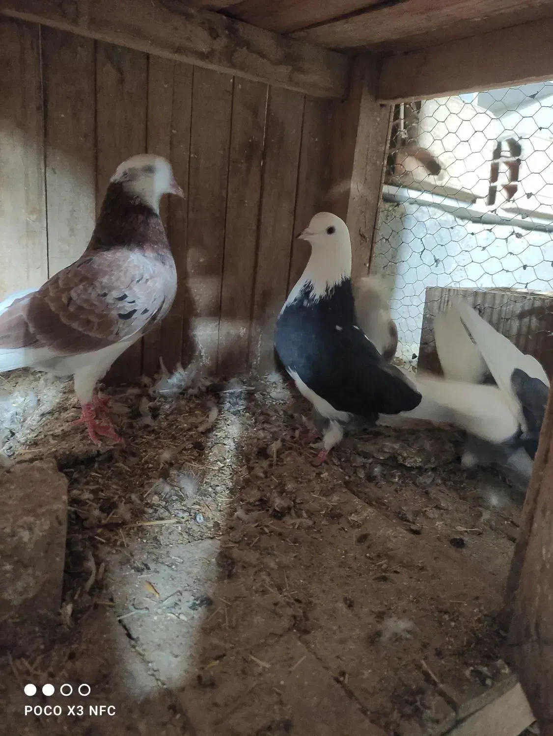 6تا کبوتر آس|پرنده|شاهرود, |دیوار