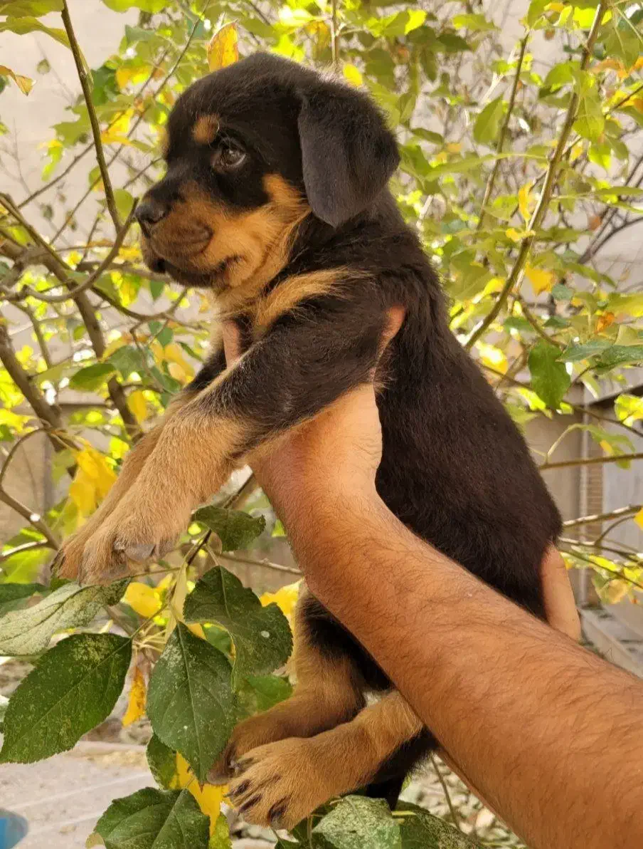 روتوایلر|سگ|تهران, تهرانپارس غربی|دیوار