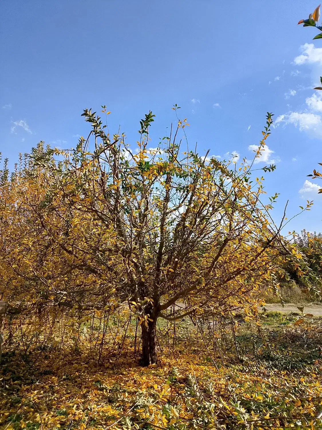 هرس کاری|خدمات باغبانی و درختکاری|ارومیه, |دیوار