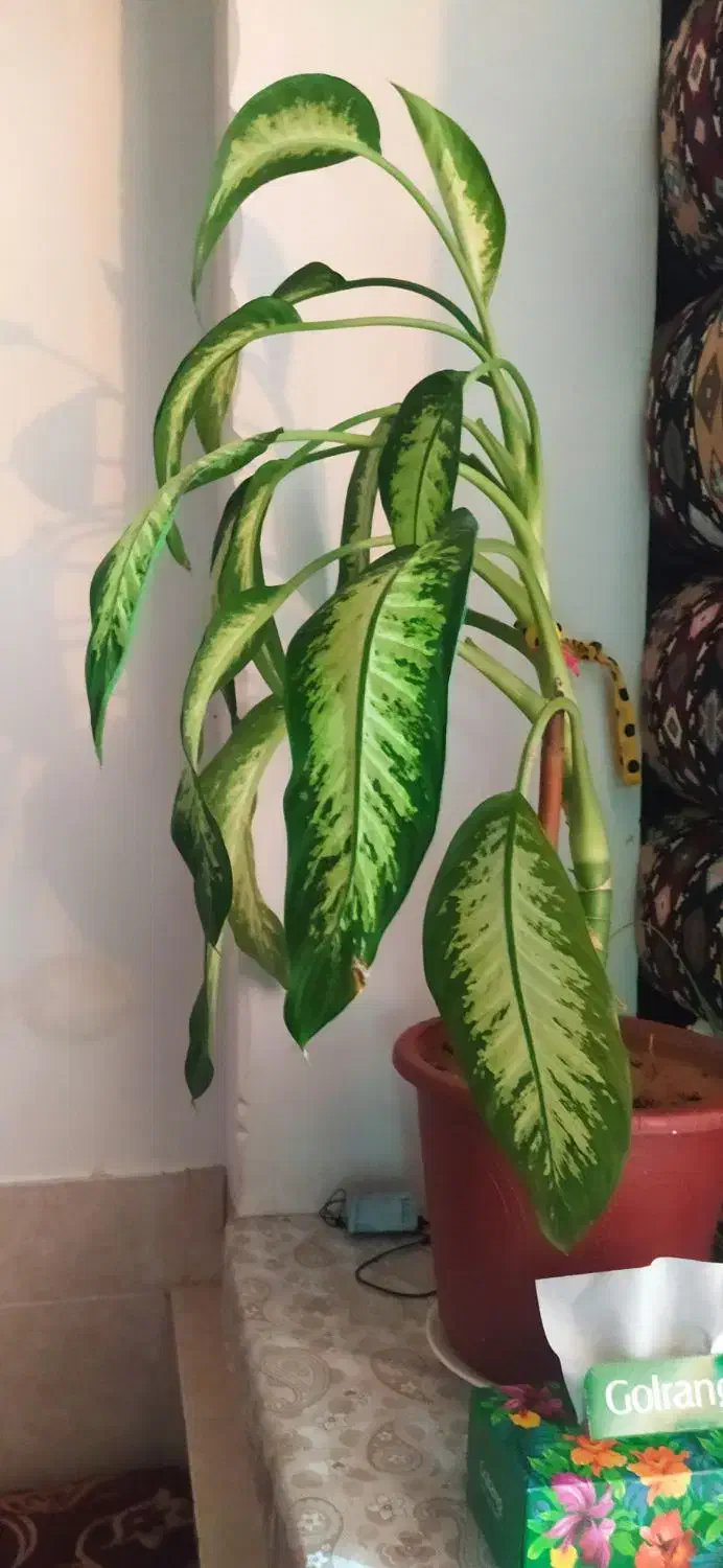 گل وگیاه|حراج|لردگان, |دیوار