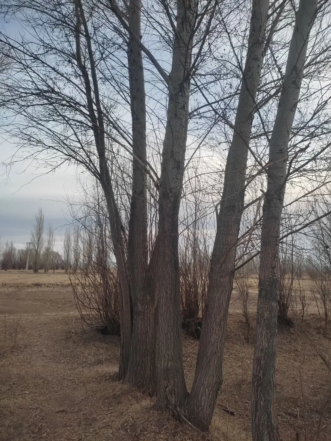 خرید قلمه سوید میوه|خدمات باغبانی و درختکاری|سراب, |دیوار