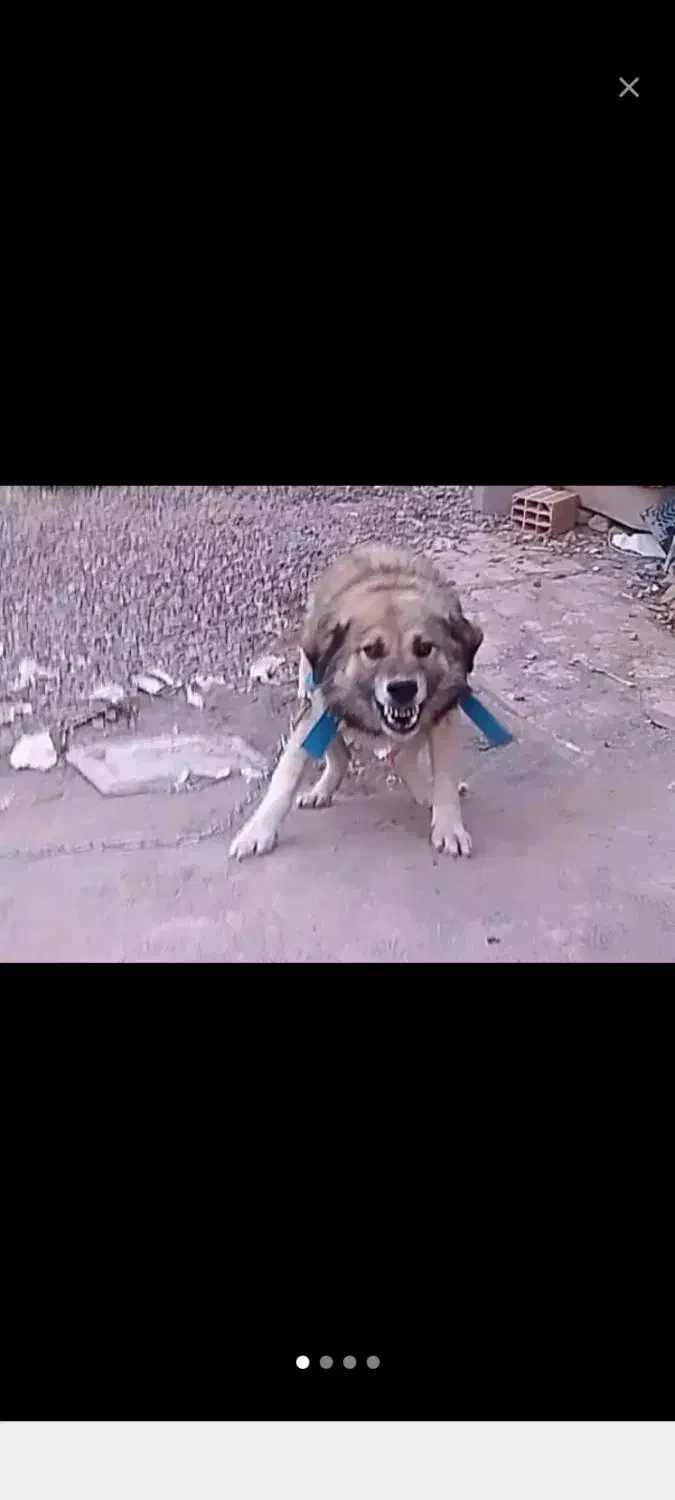 سگ نگهبان جلب|سگ|فاضل آباد, |دیوار