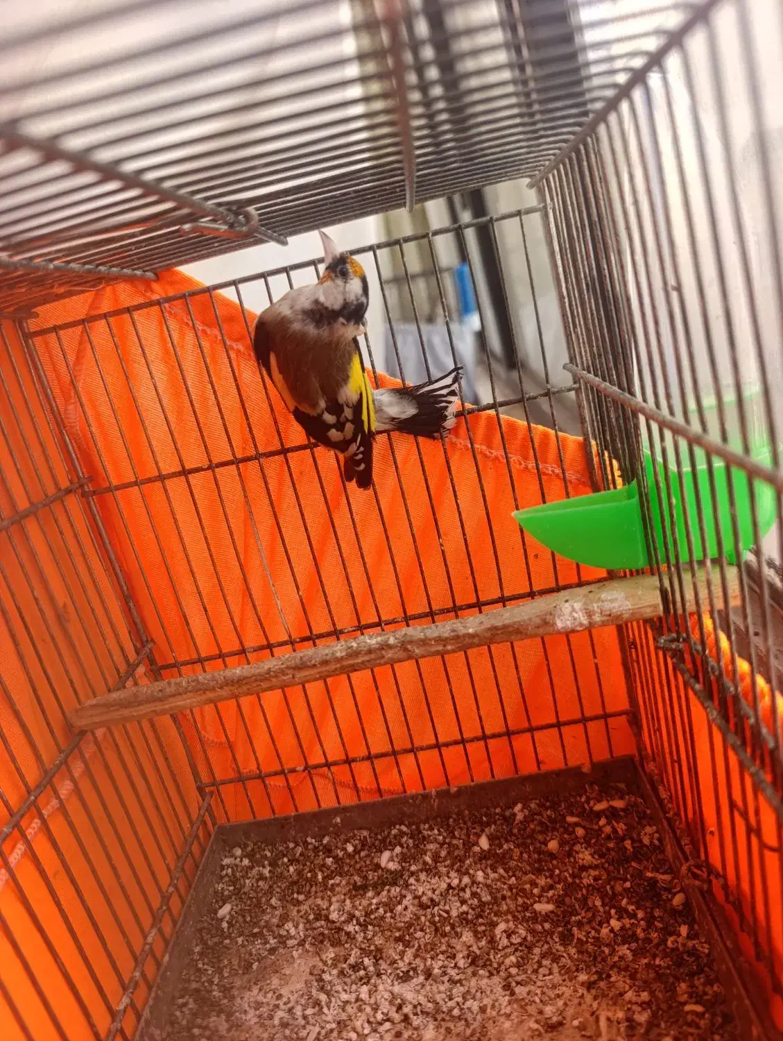 سهره نر|پرنده|محمدشهر, محمدشهر|دیوار