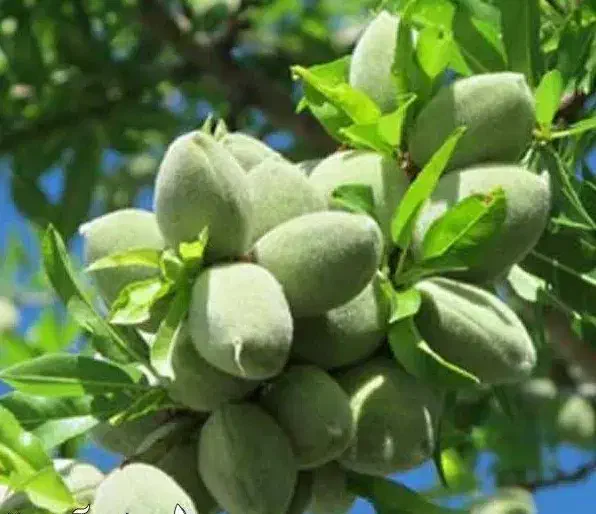 پیش فروش نهال بادام خوشه ای|خدمات باغبانی و درختکاری|اقبالیه, |دیوار