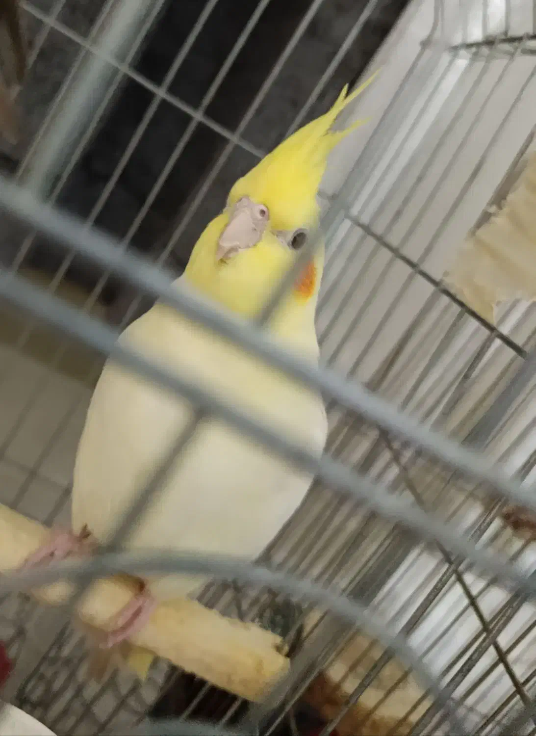 عروس هلندی ماده لوتینو|پرنده|کرج, برغان|دیوار