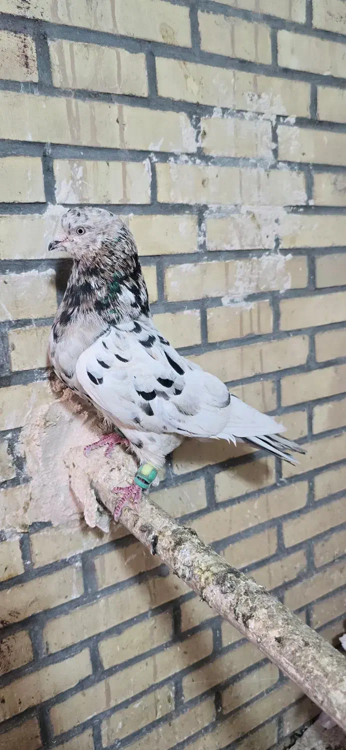 نره سرور|پرنده|میبد, |دیوار