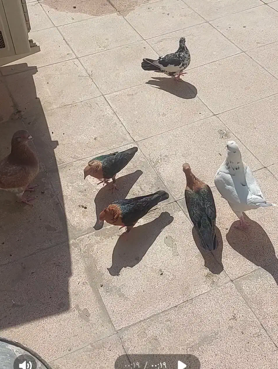 پرنده زینتی قناری|پرنده|تهران, شهرک غرب|دیوار