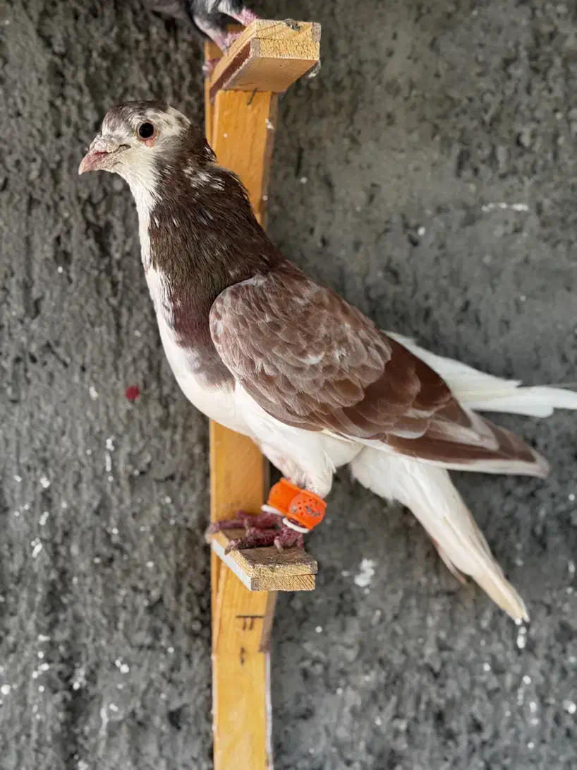 کفتر رنگه پرشی ابلغ دمبی سوسکی چپ|پرنده|مشهد, آزادشهر|دیوار