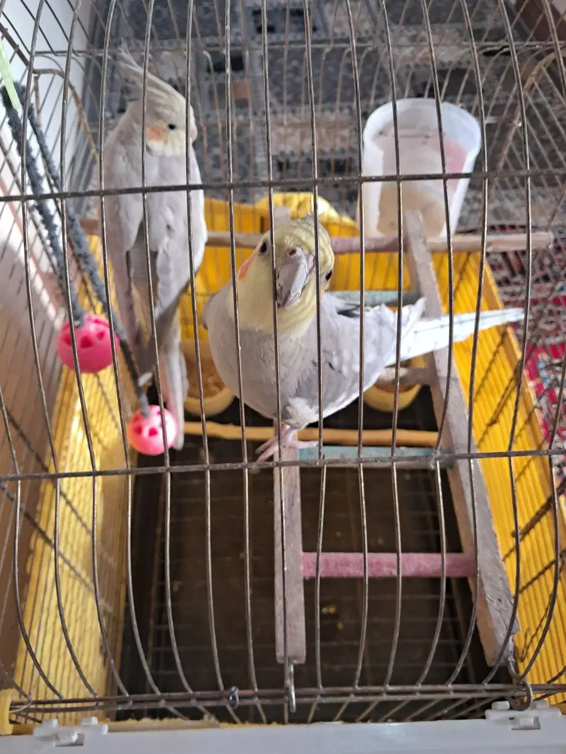 عروس هلندی|پرنده|تهران, بروجردی|دیوار