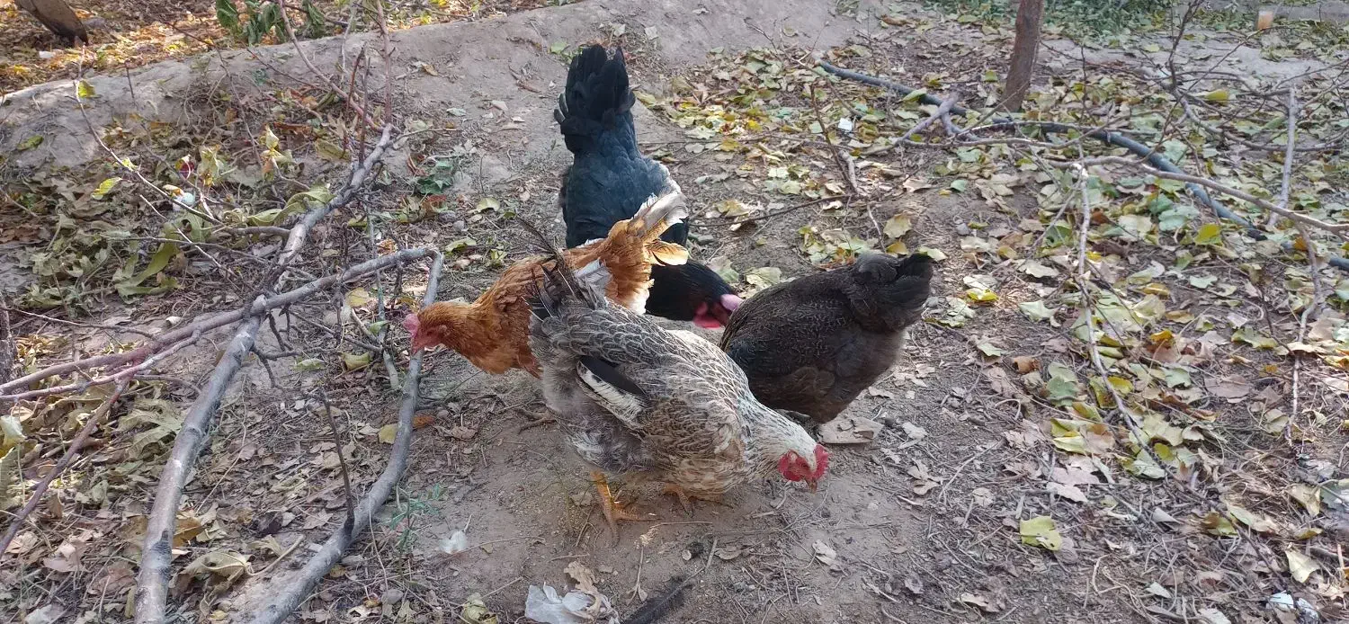 مرغ محلی تخمگذار|حیوانات مزرعه|خسروشاه, |دیوار