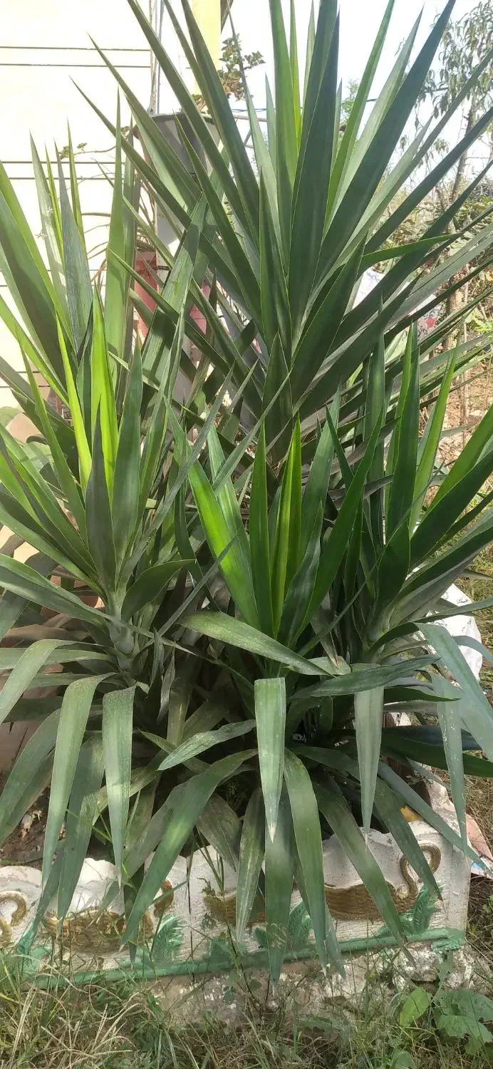 درختچه یوگا زیباوبلند|گل و گیاه طبیعی|پرهسر, |دیوار