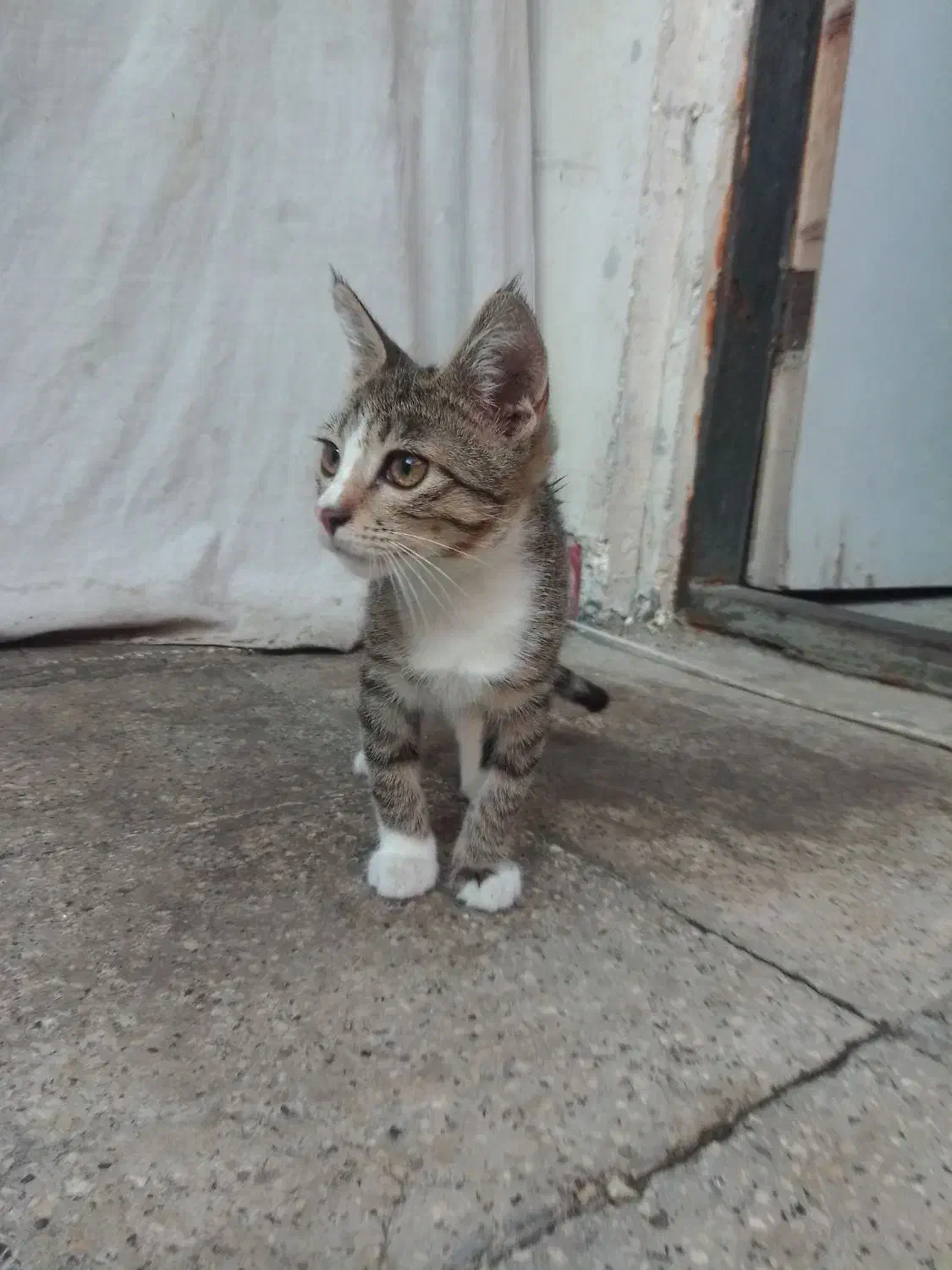 واگذاری ماده گربه ۶ماهه به صورت رایگان|گربه|ساری, |دیوار