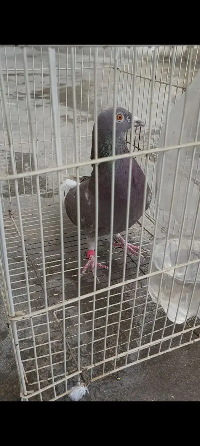 کبوتر|پرنده|برازجان, |دیوار