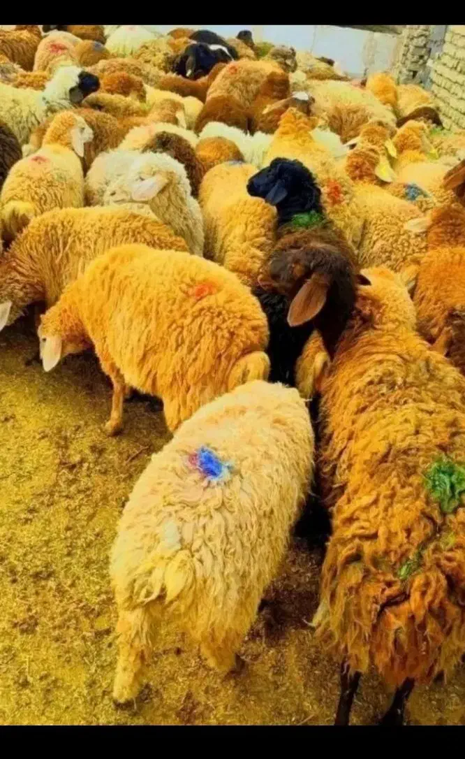 گوسفند زنده گوشت دار شکم خالی تهرانپارس. شهرری|حیوانات مزرعه|تهران, نازی‌آباد|دیوار