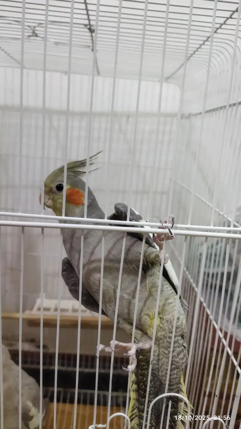 عروس هلندی نر و ماده|پرنده|رشت, پیرکلاچای|دیوار