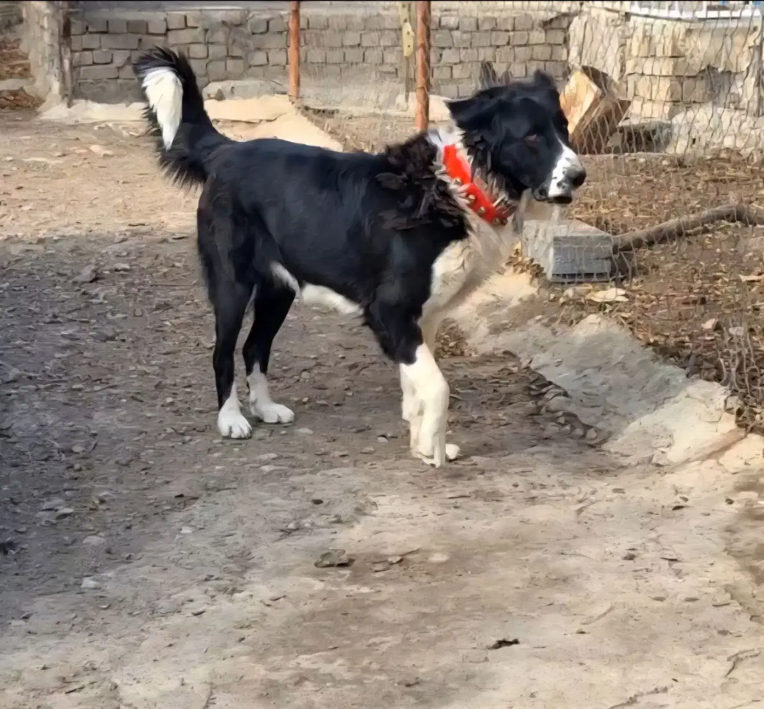 سگ قدرجونی نگهبان|سگ|قم, الغدیر|دیوار