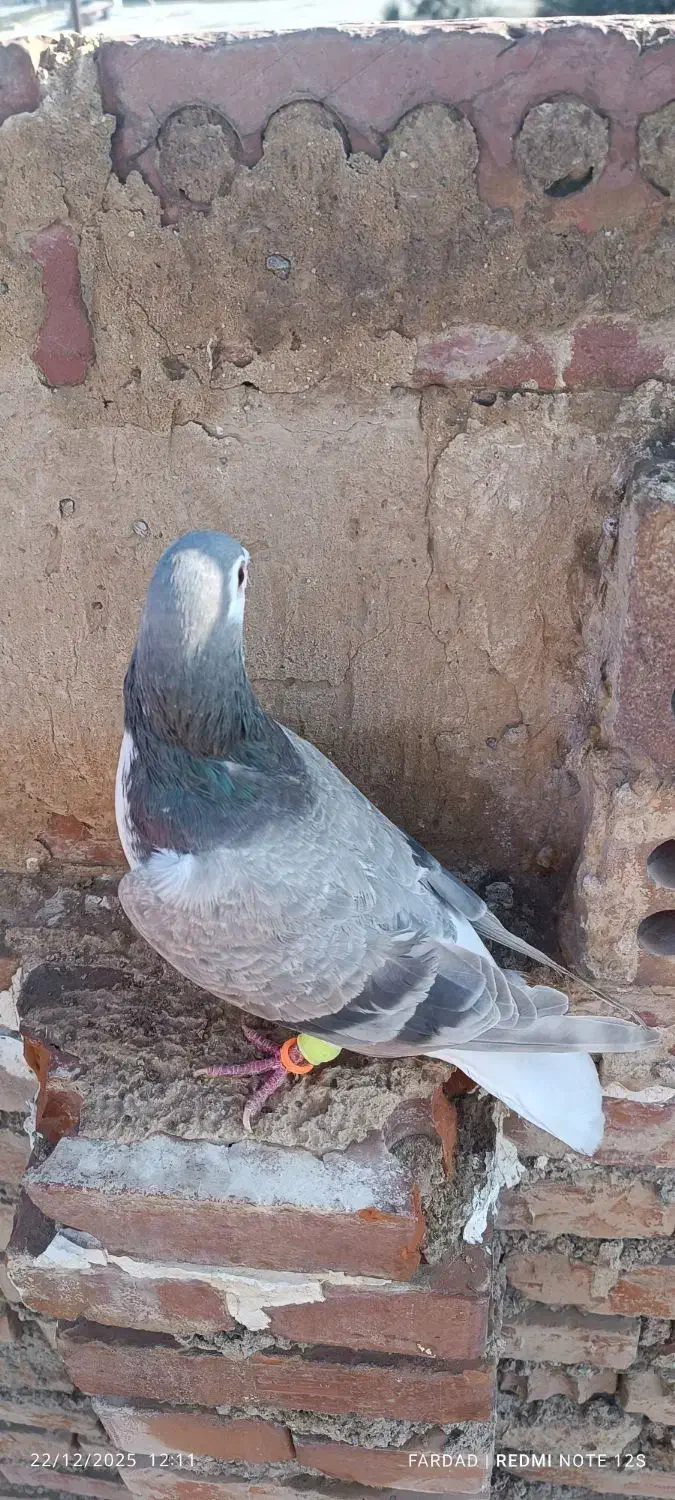 یک جفت ساده نسل هفت‌رنگ ب ضمانت|پرنده|بجنورد, |دیوار