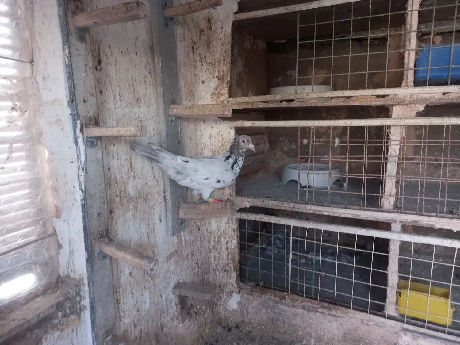 یک عدد هفرنگ ماده|پرنده|سبزوار, جهاد کشاورزی|دیوار