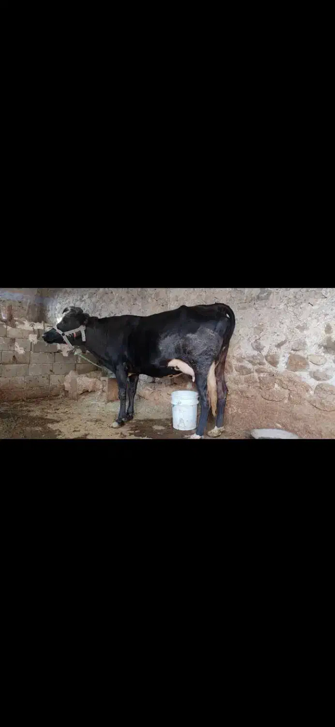 گاو با گوساله نر هلشتاین|حیوانات مزرعه|دهدشت, |دیوار