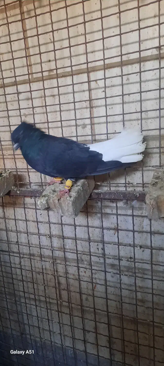 کبوتراشعل|پرنده|کارون, |دیوار