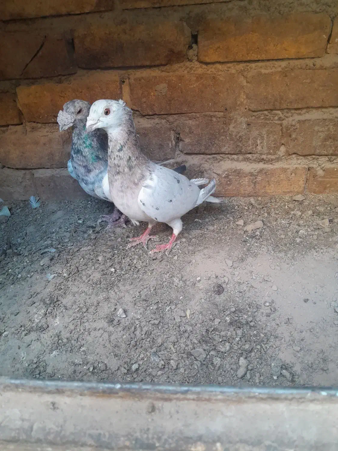 کفتر جفت سارفروشی|پرنده|تایباد, |دیوار