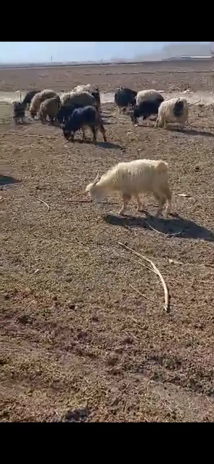 گوسفند داشتی بز|حیوانات مزرعه|سرچهان, |دیوار