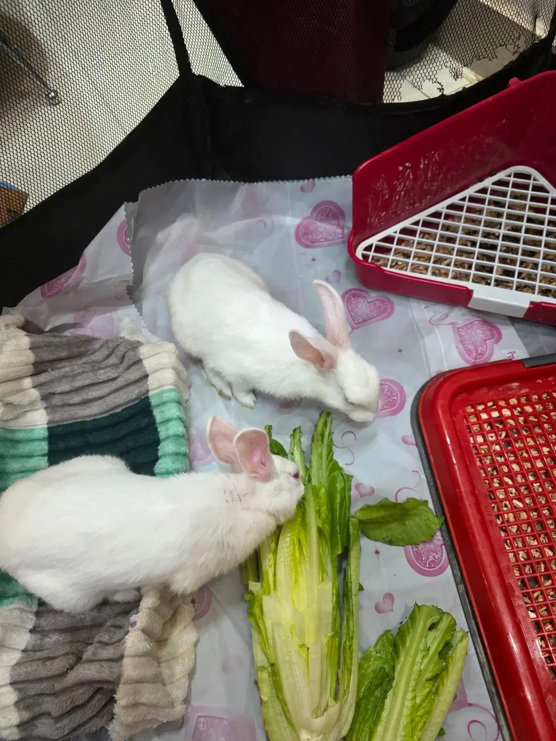 یک جفت خرگوش خانگی با مزه|موش و خرگوش|شیراز, لاله|دیوار