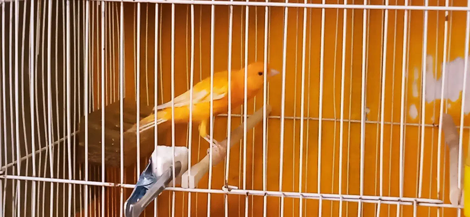 قناری دوعدد نر بخون|پرنده|فولادشهر, مسکن مهر فولادشهر|دیوار