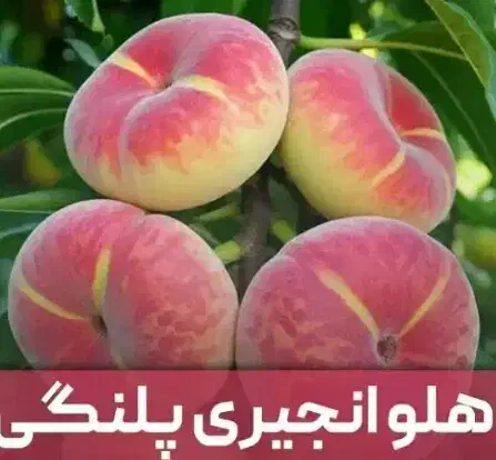 فروش نهالهای میوه|حراج|گنبد کاووس, |دیوار