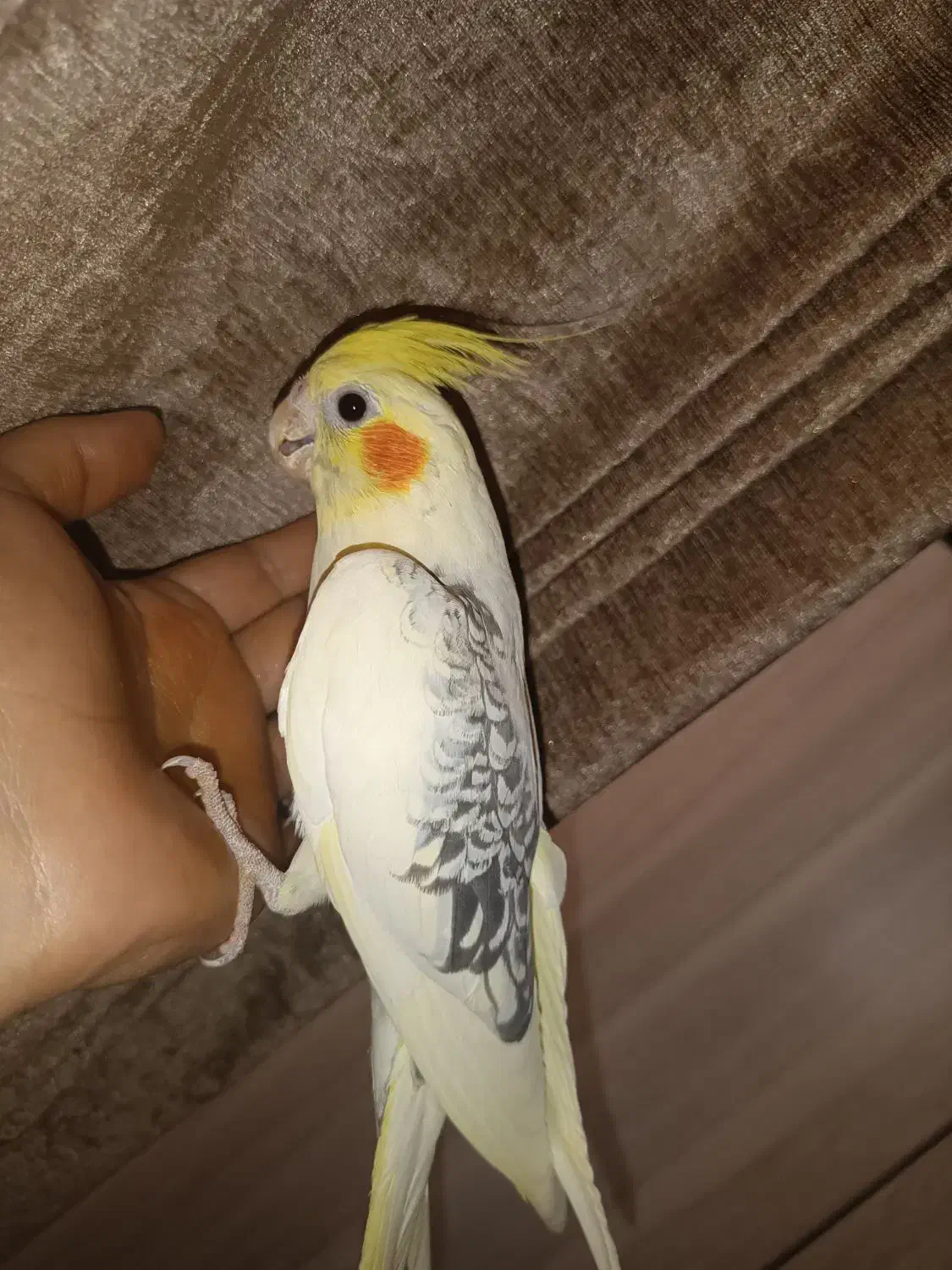 عروس هلندی|پرنده|بهار, |دیوار