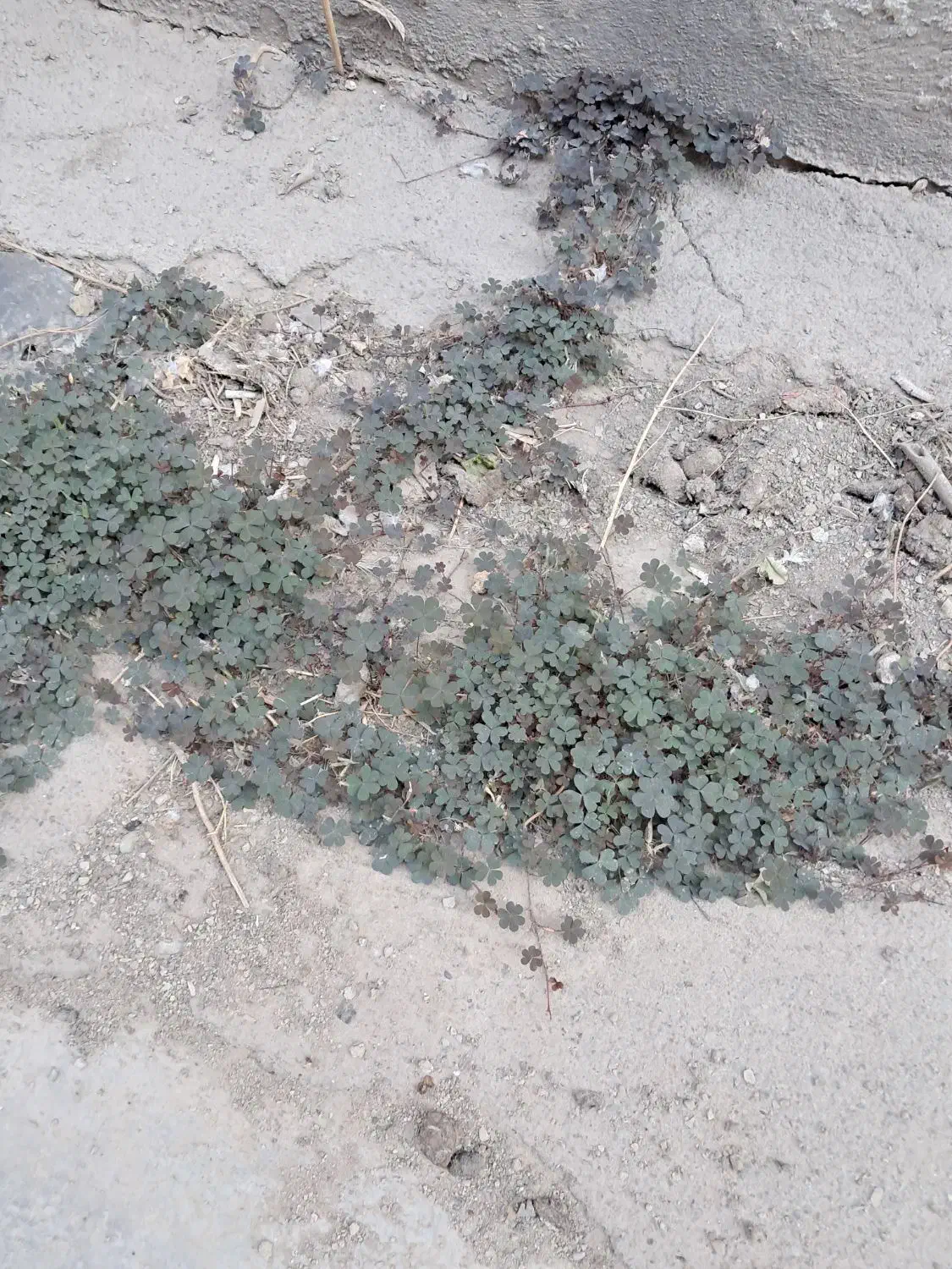 کاه لوبیا|حیوانات مزرعه|اسفراین, |دیوار