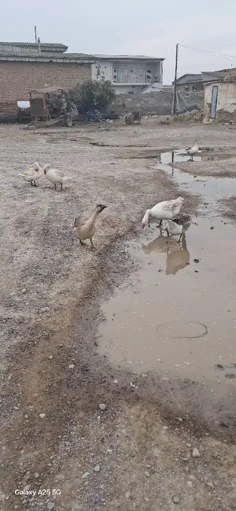 غاز درشت ۳عدد نر و ۴عدد ماده تخم گذار|حیوانات مزرعه|انبارآلوم, |دیوار