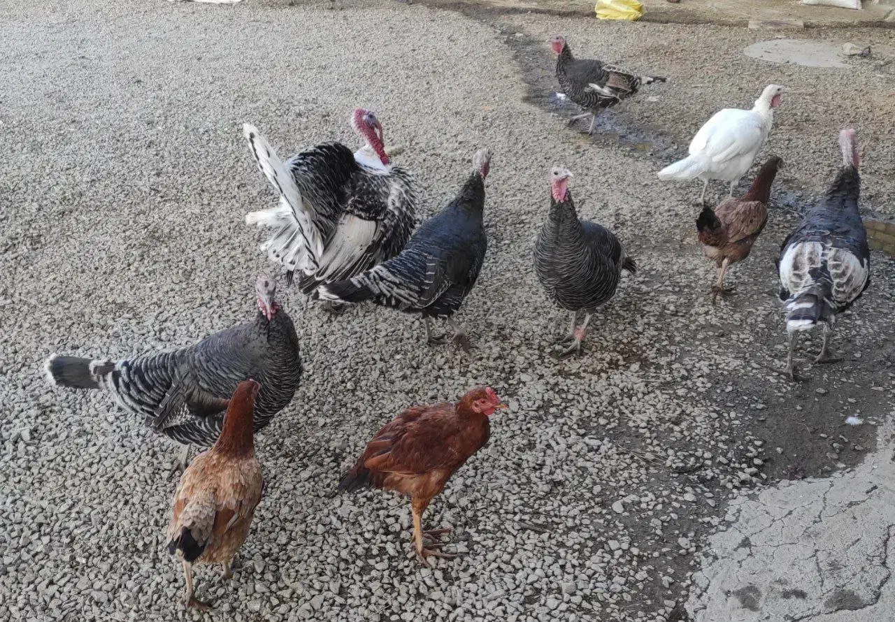 بوقلمون محلی|حیوانات مزرعه|بیلوار, |دیوار