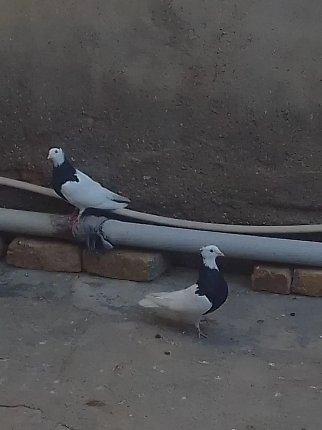 کبوتر طوقی|پرنده|شال, |دیوار