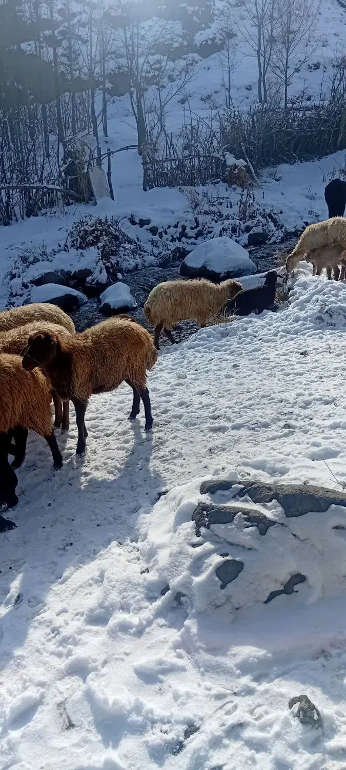 گوسفند بره دار جوان|حیوانات مزرعه|ورزقان, |دیوار